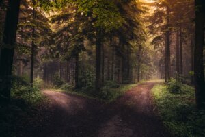 Camino de bosque que se bifurca en dos senderos entre árboles altos, con luz cálida al amanecer