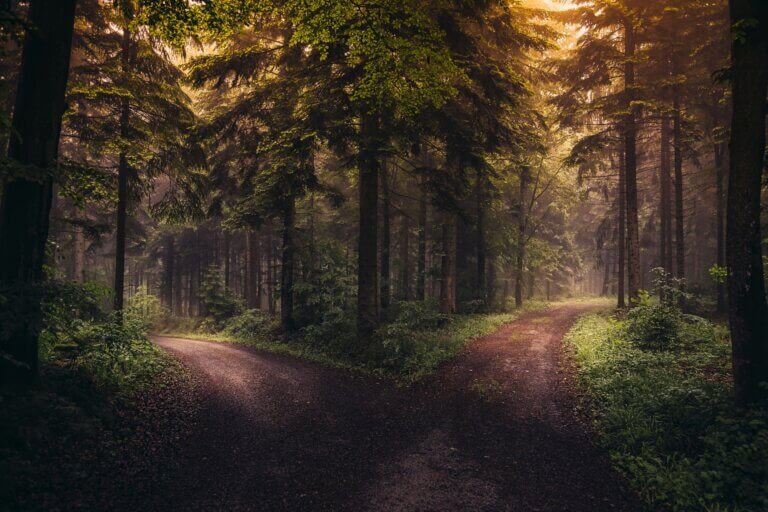 Camino de bosque que se bifurca en dos senderos entre árboles altos, con luz cálida al amanecer